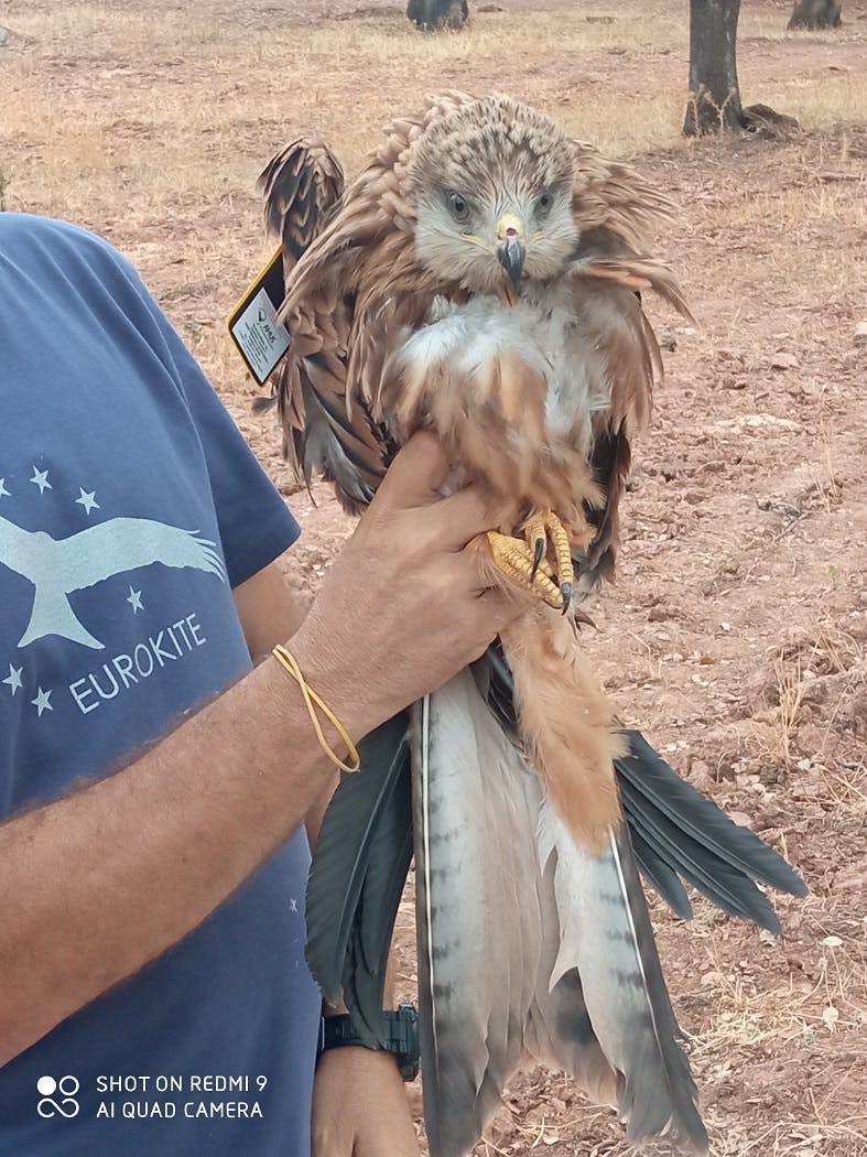 a red kite to be reintroduced as part of the Eurokite LIFE project.