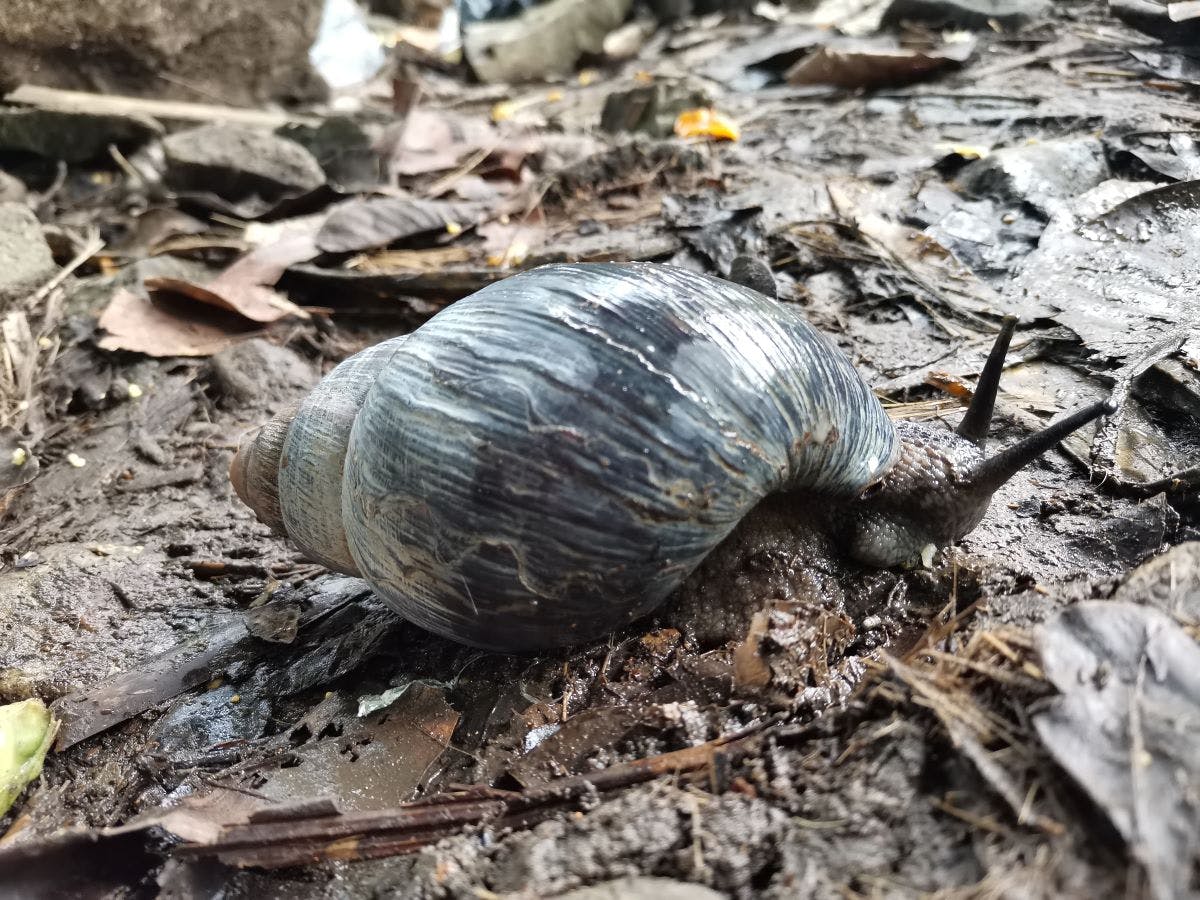 Obo giant snail on leaf litter on the forests of Príncipe island.