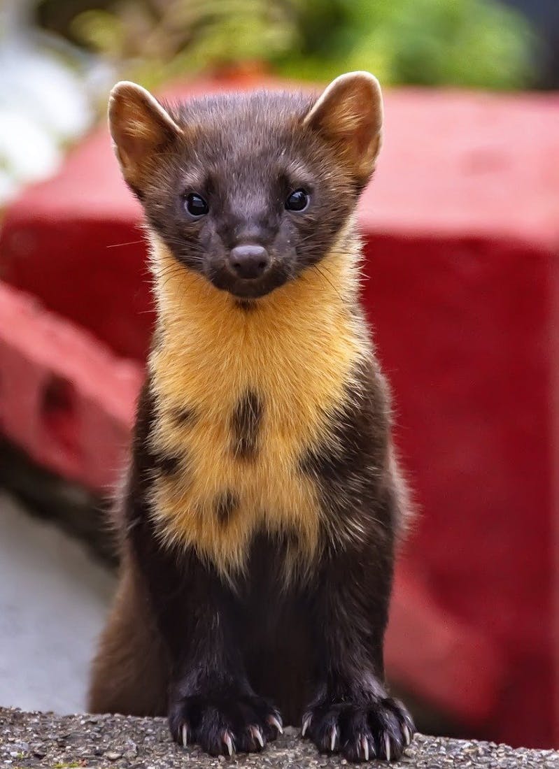 a pine marten