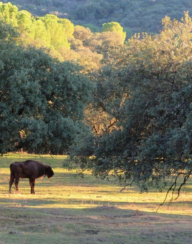 A reintroduced European Bison at the site of a rewilding project in Spain that Mossy Earth is supporting. 