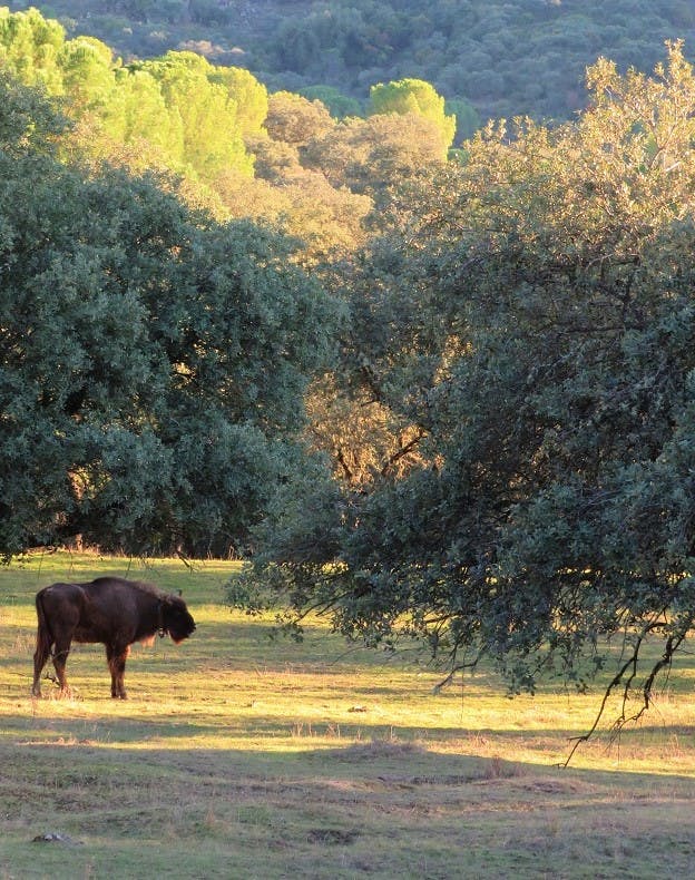 A reintroduced European Bison at the site of a rewilding project in Spain that Mossy Earth is supporting.