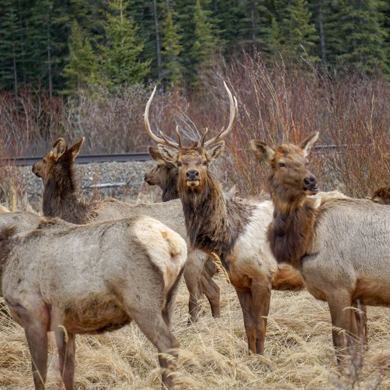 A gang of elk pass by a railway near a forest. Wildlife corridors offer them safe passage.
