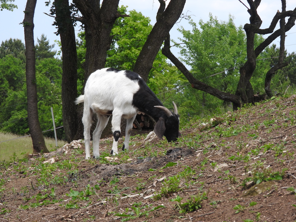 a goat grazing an open woodland