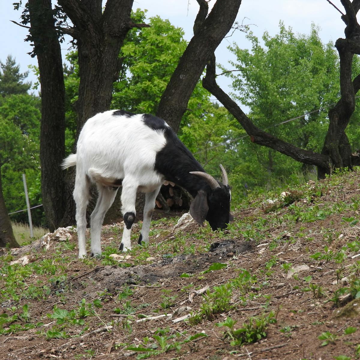 a goat grazing an open woodland
