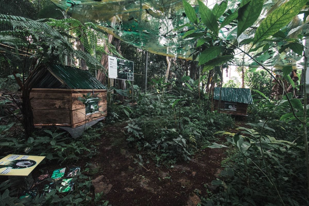 The giant snail conservation center at Jardim Botânico do Bom Sucesso on São Tomé Island. © Vasco Pissarra (Forest Giants Project - Alisei NGO)