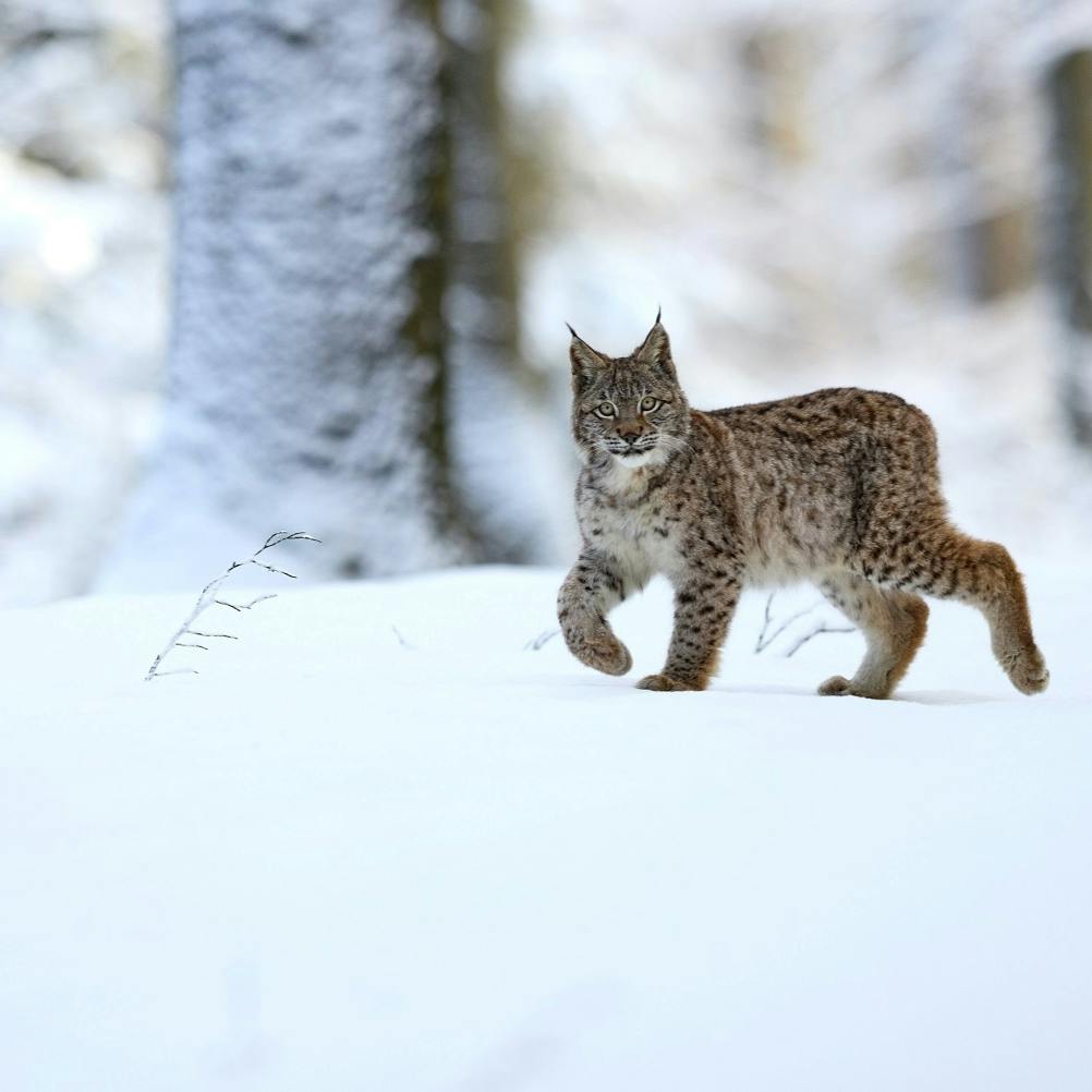 A lynx in a snowy forest.