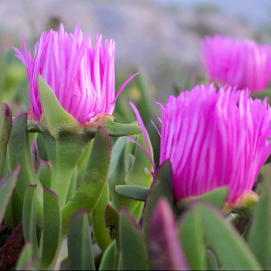 Flowering ice plant at the sea cliffs in Portugal where it is spreading and competing with rare and endangered plants. 