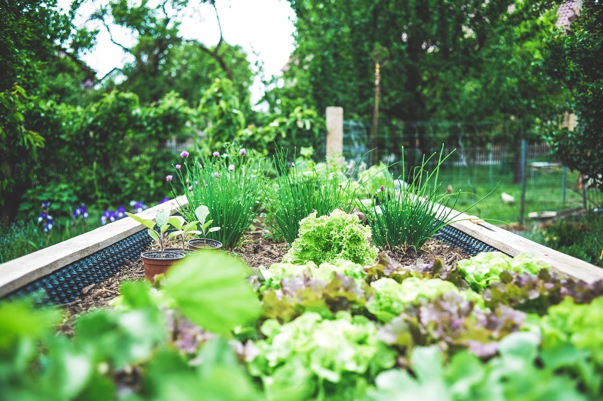 A raised bed with home compost and home grown veggies