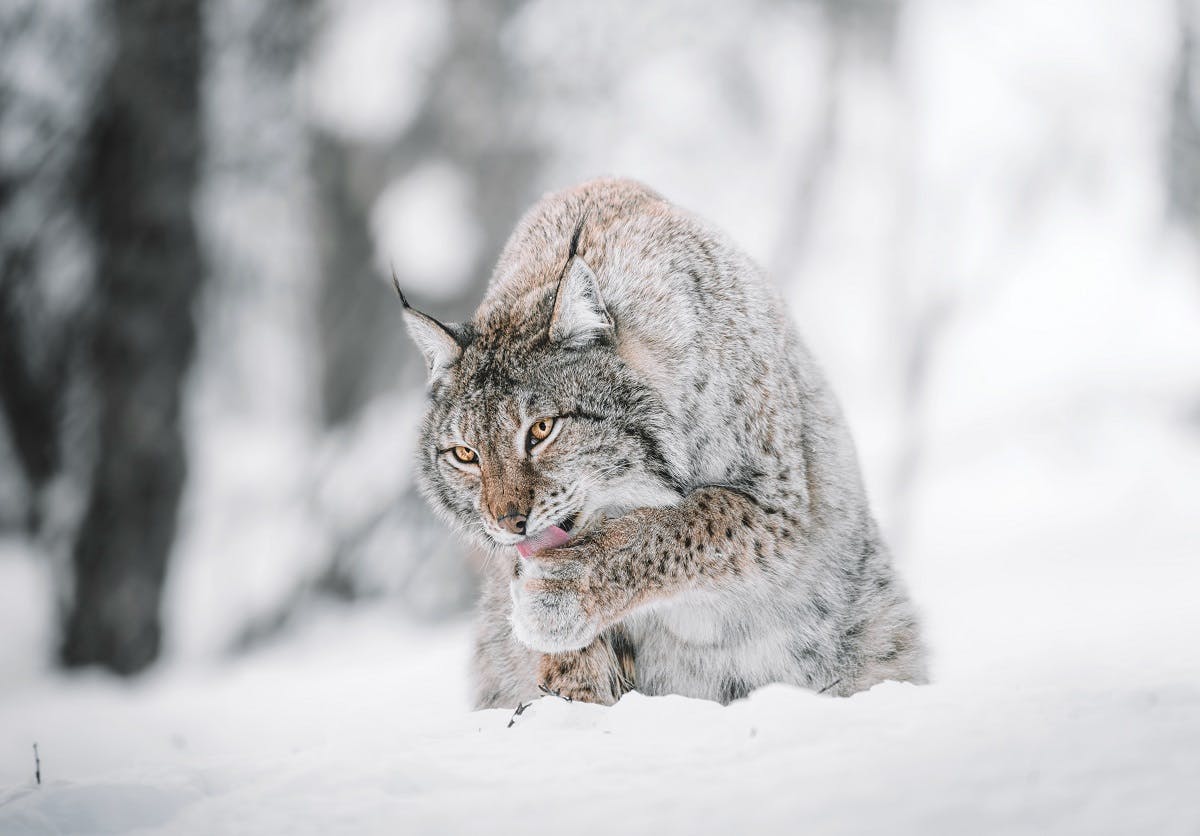 A lynx licking its paw in the snow. George Monbiot's Feral supports the reintroduction of lynx to Britain