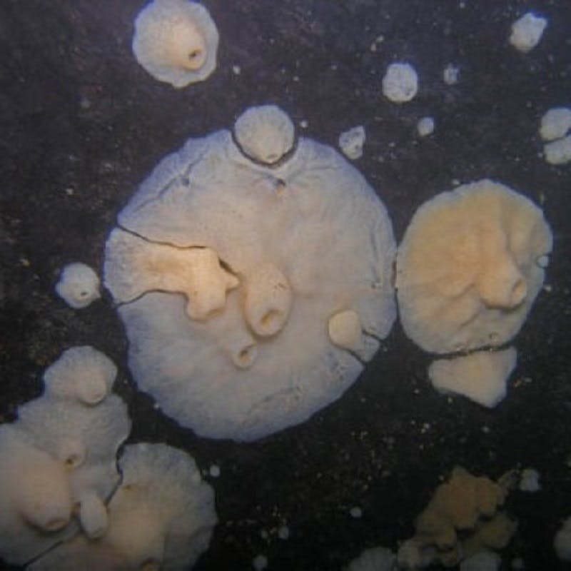 Ogulin cave sponge, a white living organism attached to a rock with a protruding central opening. Photo credit: PROTEUS project team.