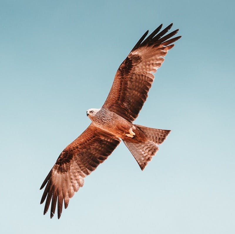 A hawk in flight spanning its wings.