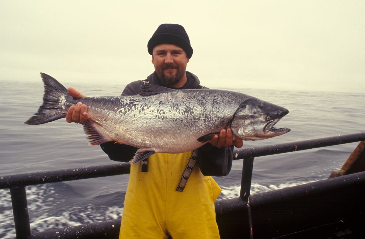 A fisherman having just reeled in a line caught wild salmon. Wild salmon look distinctively more healthy than farmed salmon