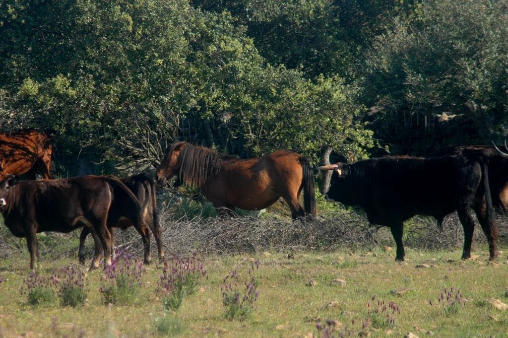 Tauros and wild living horses grazing at the Faia Brava rewilding reserve in Portugal