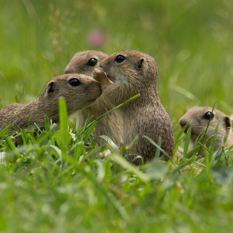 A group of European ground squirrels in a huddle
