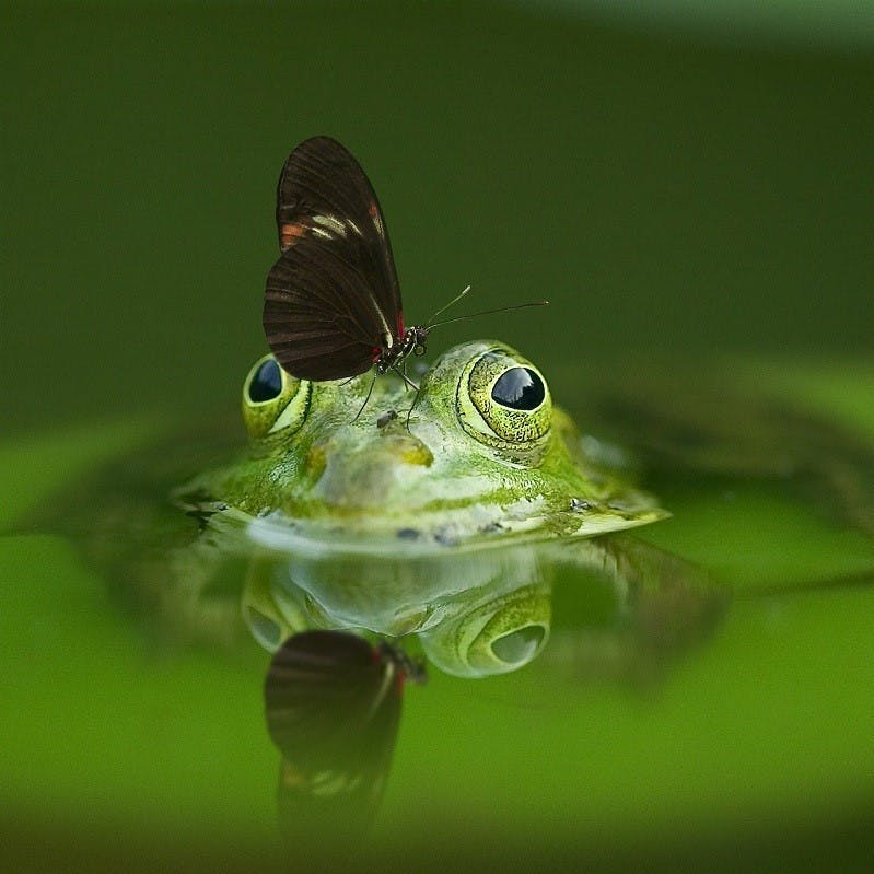 A frog in a pond with a butterfly on its head. Attracting such wildlife is a sign you're on the right path to rewilding your garden. 