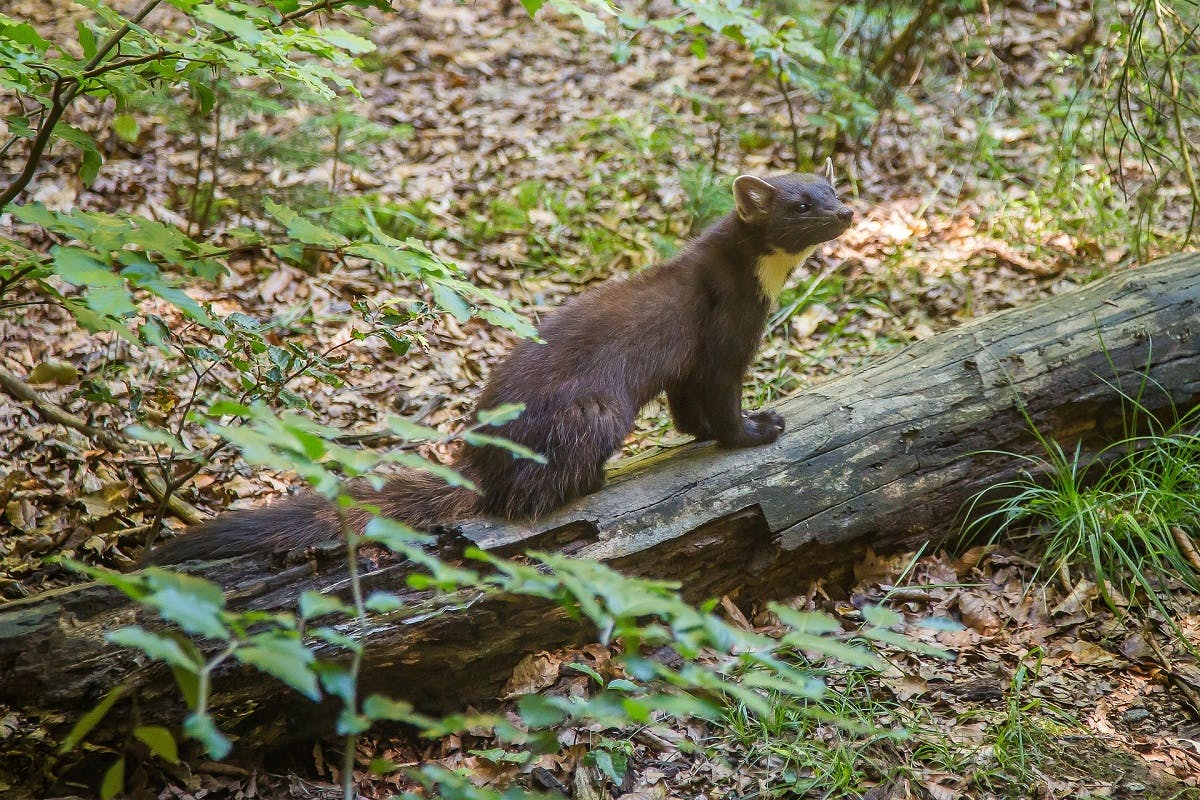 A pine marten sits on a fallen log in a forest. Pine martens have become the success story of rewilding in Britain.