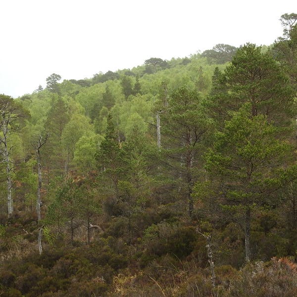 Caledonian Scots Pine woodland/temperate rainforest - Pinus sylvestris