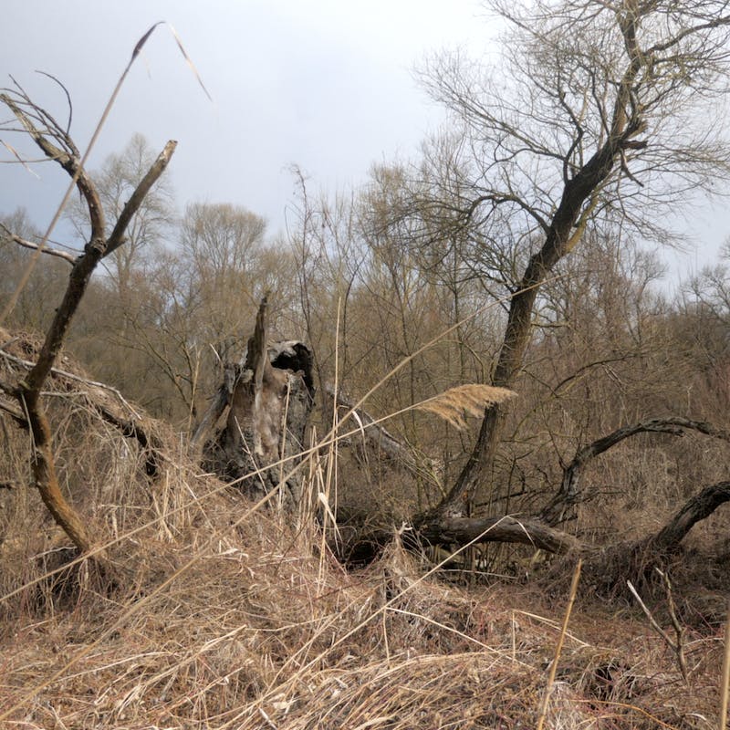 Tall brown reeds stand upright in the foreground against a background of trees