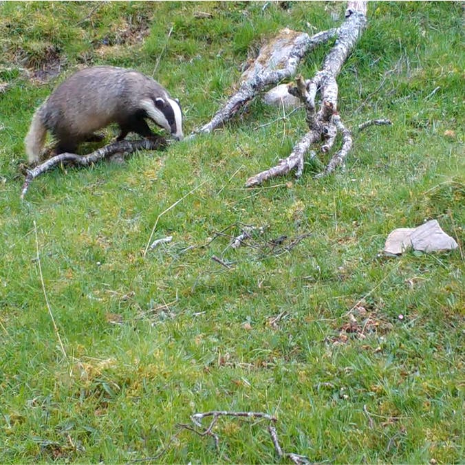 A badger a Alladale Wilderness Reserve in the Scottish Highlands.