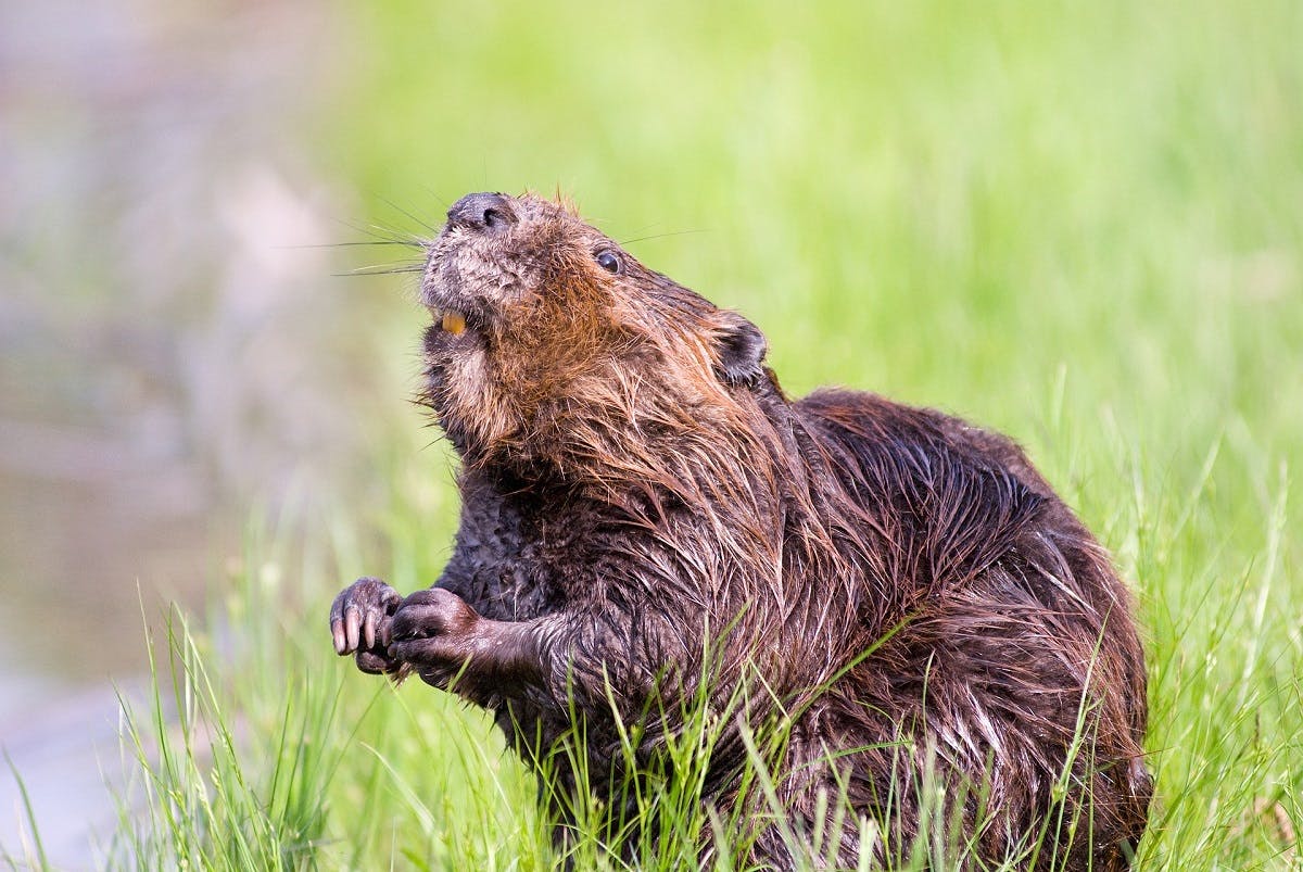 Beavers provide salmon with shelter they cannot find elsewhere, which is just one of the positive tropic cascade effects beavers can have.