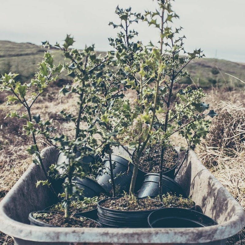 Native tree saplings in a wheelbarrow ready for planting