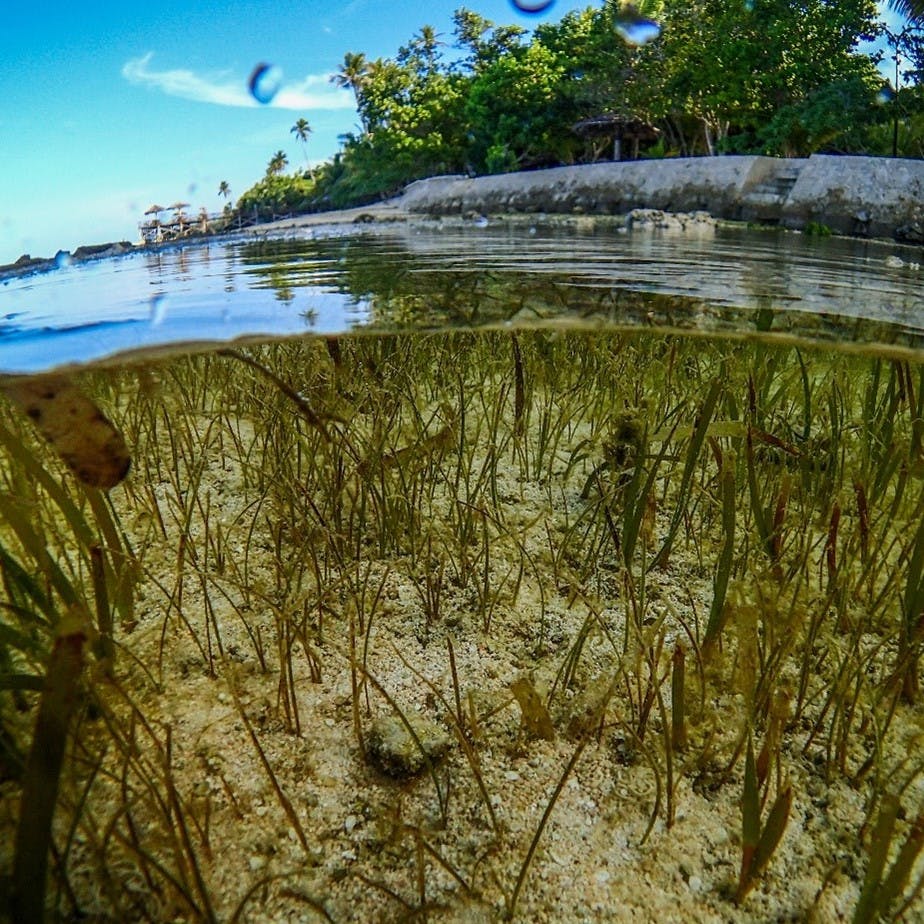 A beautiful above and below the water image of seagrass. Seagrass has recently been recognised for its significant potential in mitigating climate change