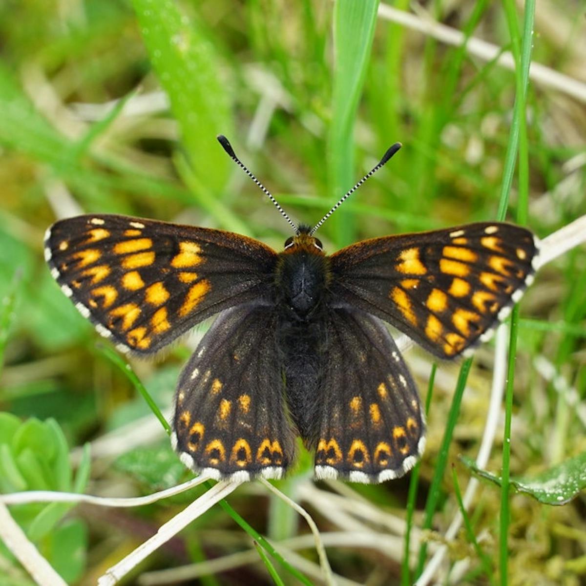 Duke of burgundy (Hamearis lucina)