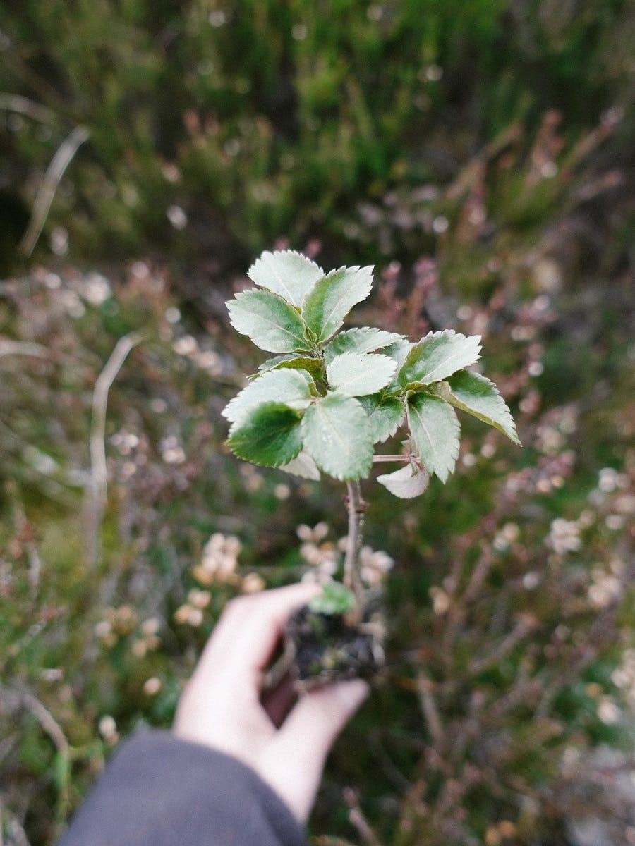 A tree planter planting a native tree.