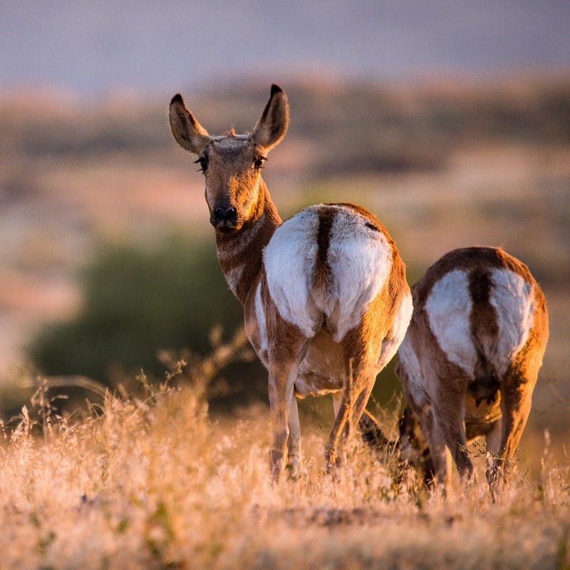 Two pronghorn grazing in north America's great plains, which have become the epicentre of rewilding in north America.-