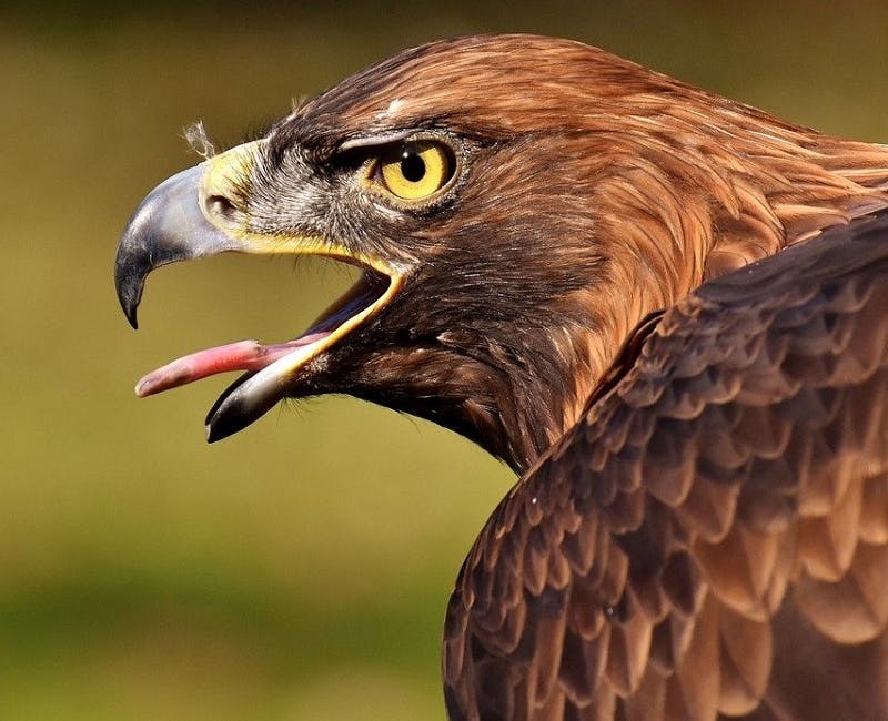 An eagle with its beak open and tongue sticking out.