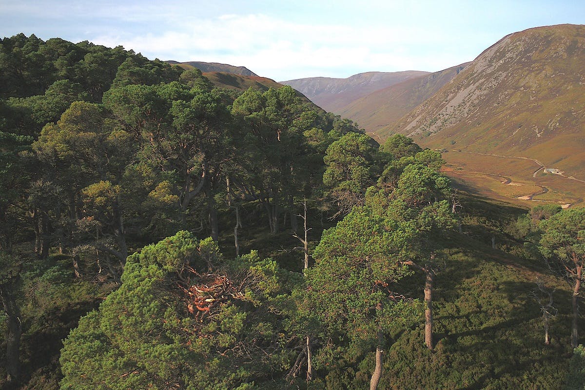 An aerial view of the edge of a forest. The tree in the foreground is part of a rewilding eagle nest project.