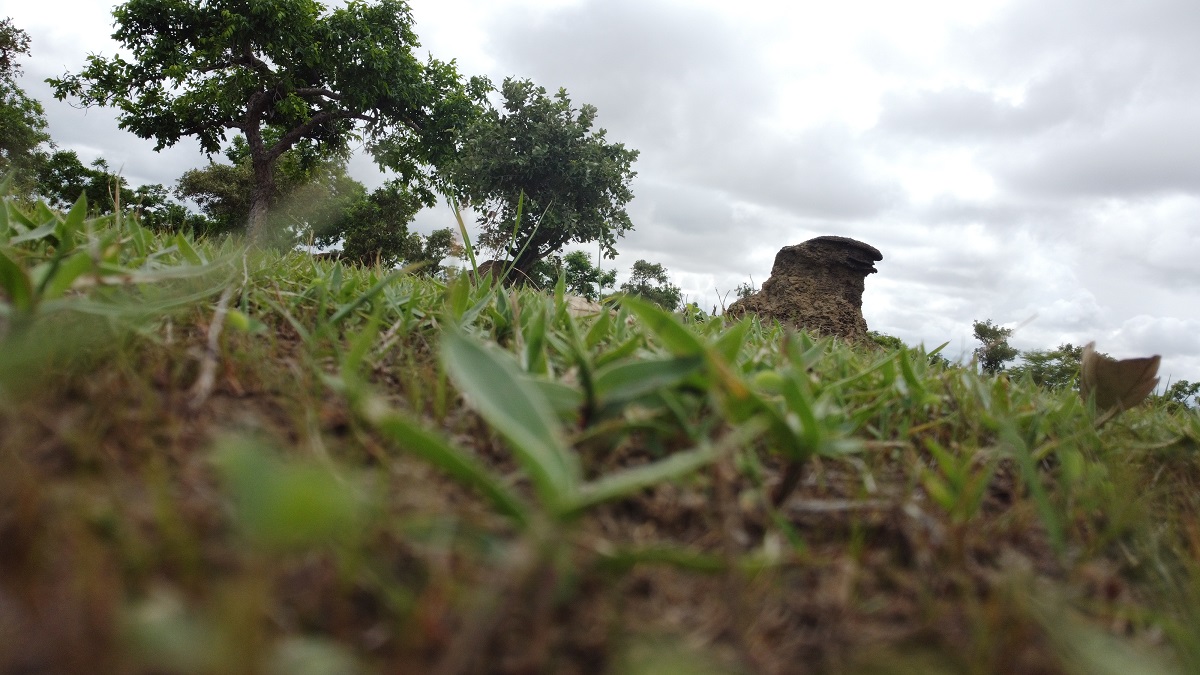 A view from the ground of a termite mound in grassland.