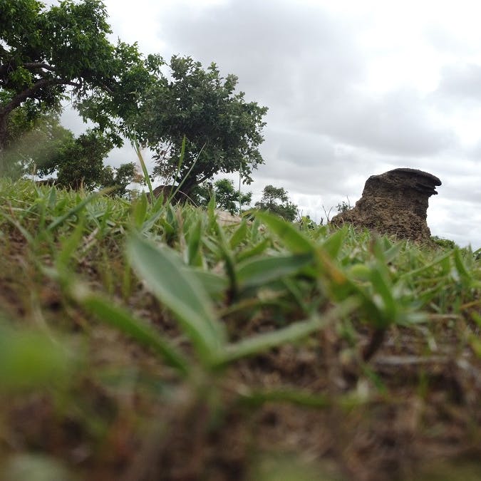 A view from the ground of a termite mound in grassland.