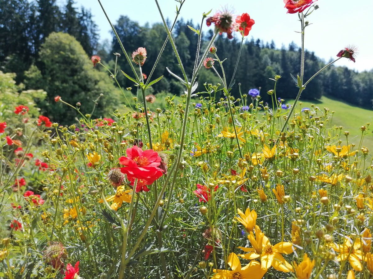 A garden full of wildflowers. Growing a wildlife-friendly garden of native wildflowers is an easy first step to Small Scale Rewilding.