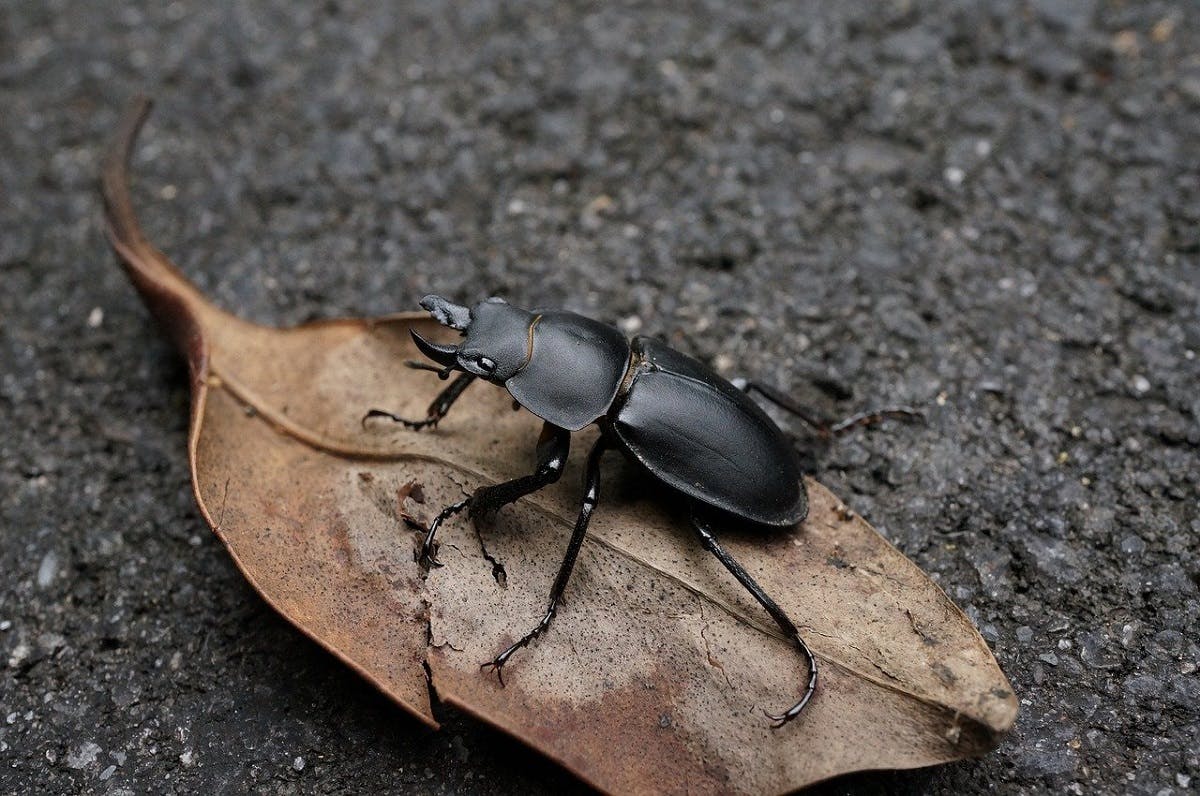 a  stag beetle, one species you can help by rewilding your garden.