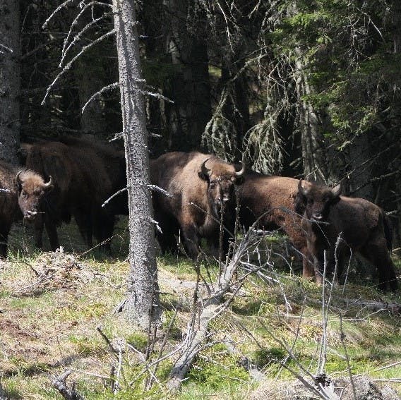 A small herd of bison are reintroduced to the Carpathian Mountains, after more than 200 years since their disappearance from the central forests of Romania. Geroge Monbiot's Feral is an advocate of such reintroductions to help naturally landscape and rewild our countryside.