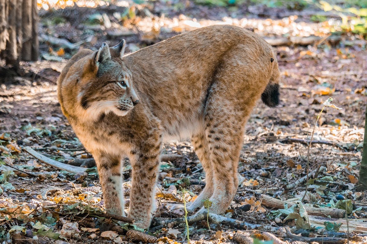 A lynx in a forest. There are a growing number of advocates for the return of the lynx to Scotland for the positive trophic cascade effects they can have on an ecosystem.