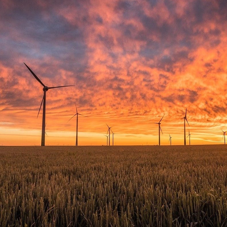 Wind turbines in a field of wheat with a sunset backdrop.
