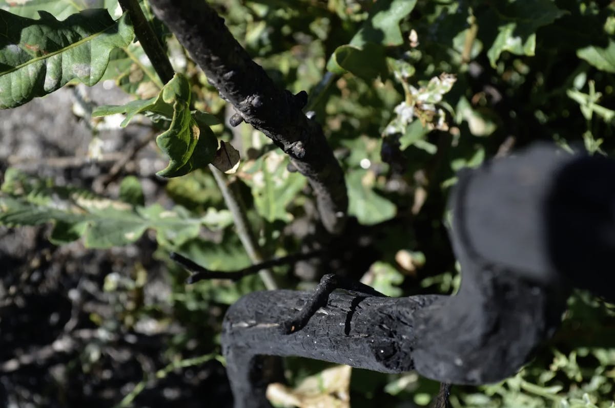 An oak tree recovers with lush leaves after a controlled fire.