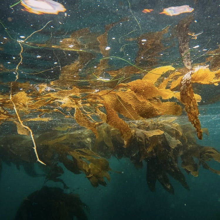 Kelp, a brown type of seaweed which typically has a stalk that branches out into many strands, floats just below the waters surface. 