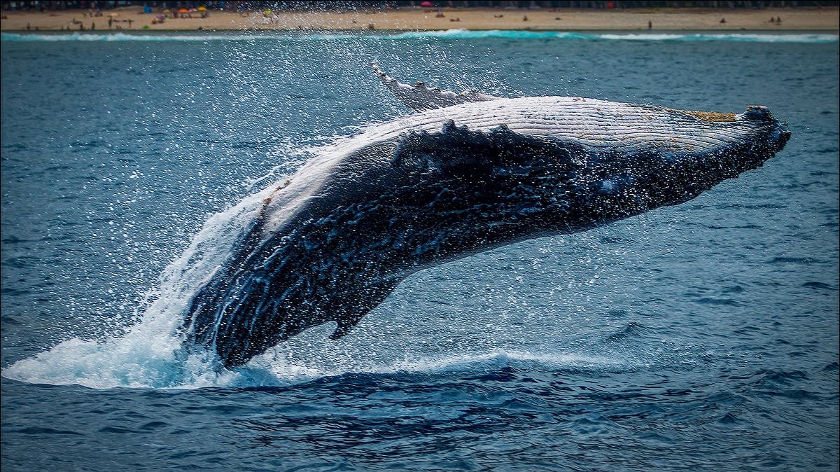 A whale breaching near a beach.