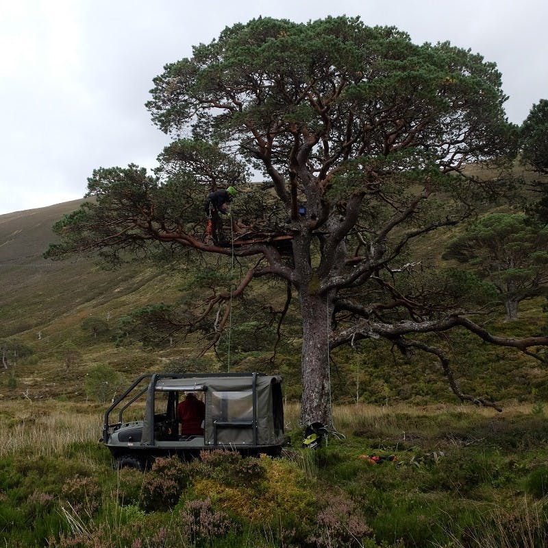 Mossy Earth building an eagle nesting platform in Scotland as part of their rewilding Britain efforts. 