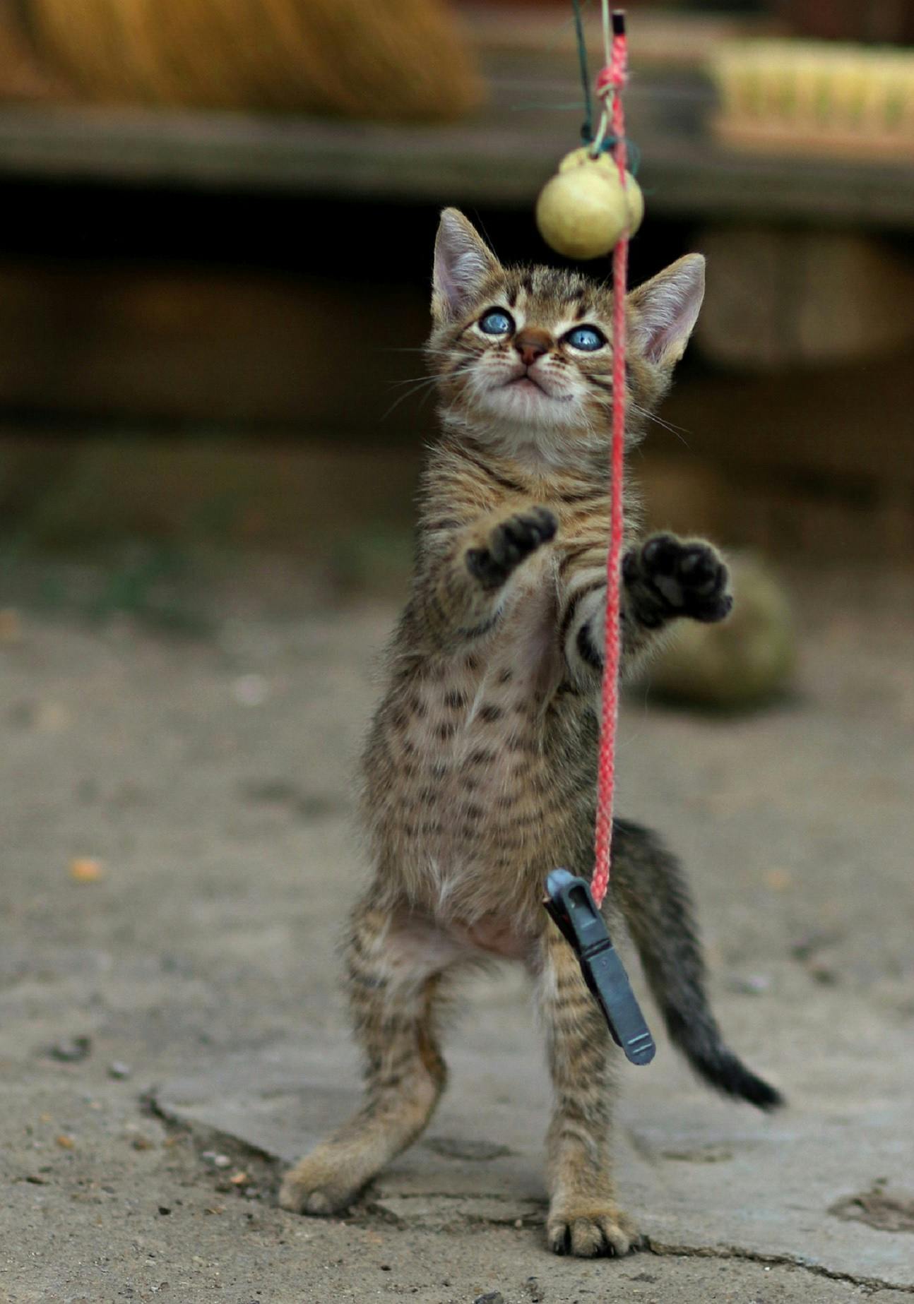 A cat up on its hind legs playing with a ball on a string.