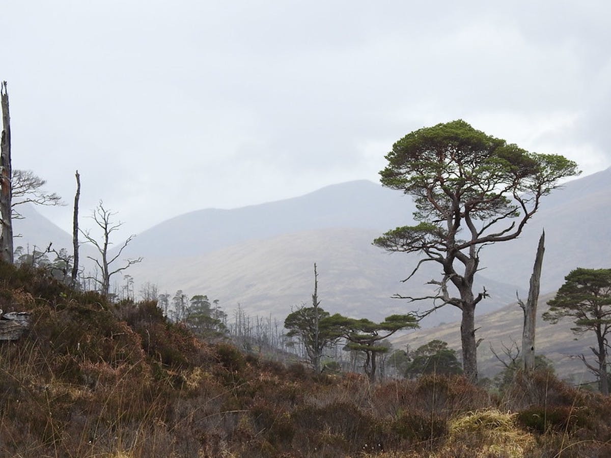 Caledonian scots pine trees in the forefront of Loch Arkaig