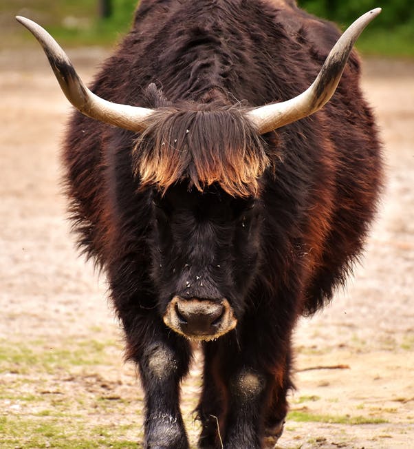 A Tauros/Auroch, a super cow from the past, playing a crucial role in rewilding across Europe