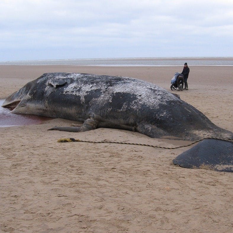 A dead sperm whale on a beach with a man and pram looking on.