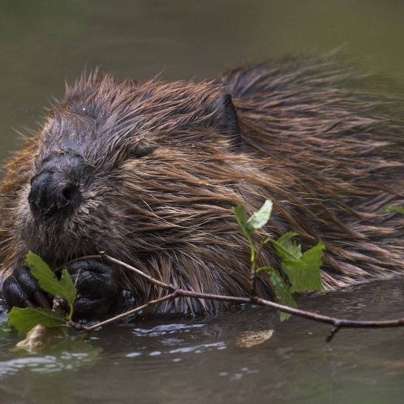 A beaver sits in a pond and munches on vegetation. The beaver was one of the first species to be reintroduced to Scotland as part of a rewilding Scotland initiative.
