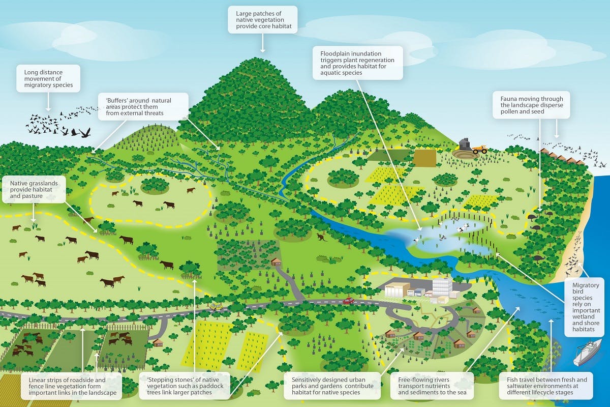 A graphic showing a diverse range of biodiversity with the use of wildlife corridors 
