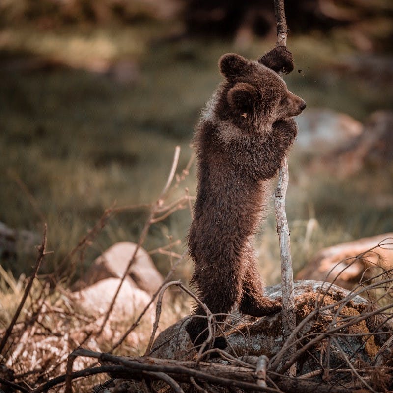 A brown bear cub standing and holding onto a branch.