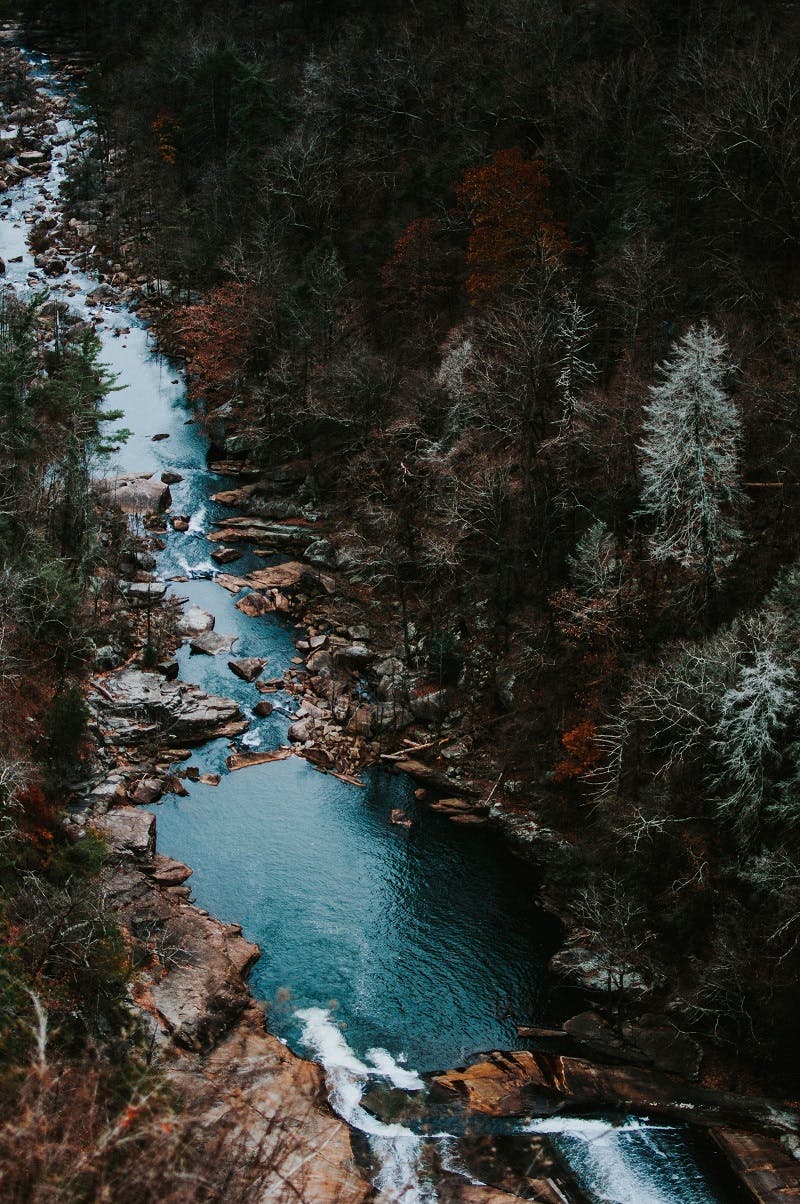 A river with trees lined along it. Tree planting can help stabilize water temperatures and protect salmon populations. 